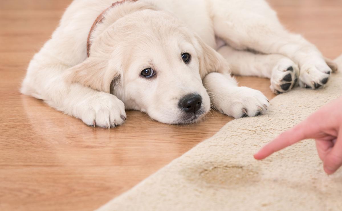 Enrichment Activities To Keep Your Dog Busy