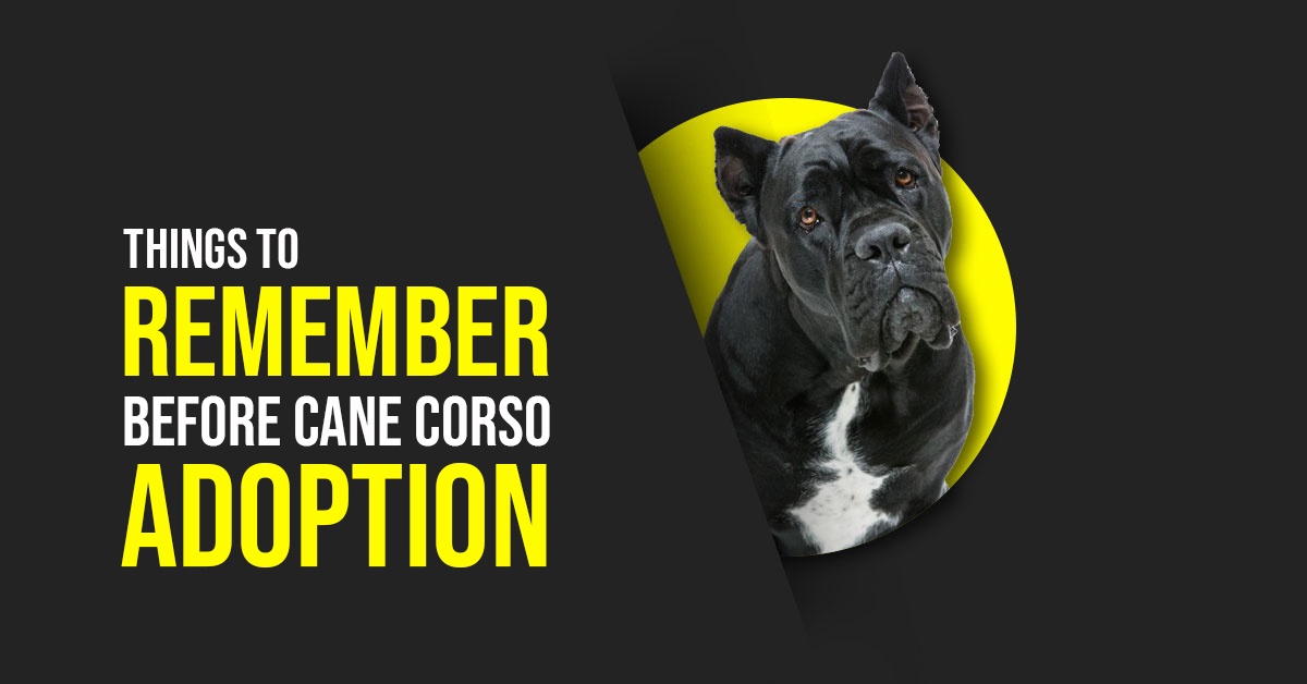 Things to Remember Before Cane Corso Adoption