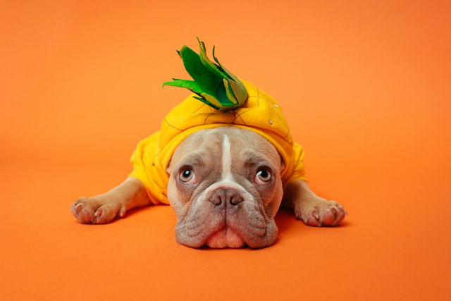 Should we dress our pets or not, and how should we dress them?