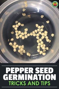 How to maintain the good germination of hot pepper seeds?