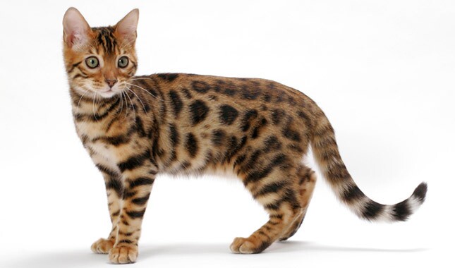 What Changed the Life of a Bengal Cat?