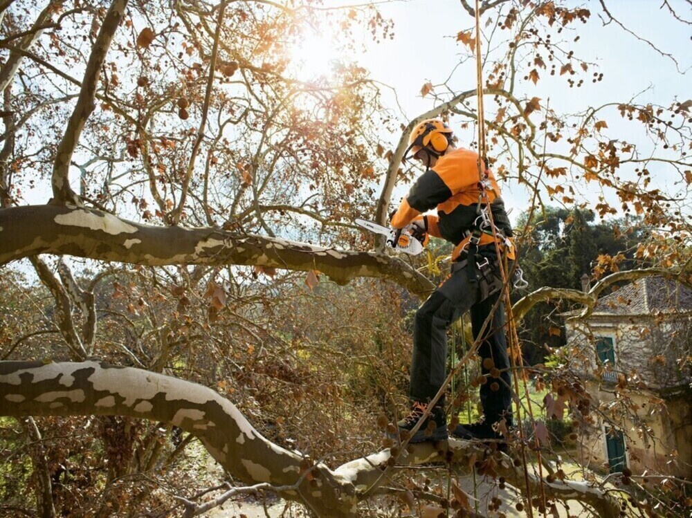 When to Call a Tree Removal Service: 5 Signs You Should Get Help