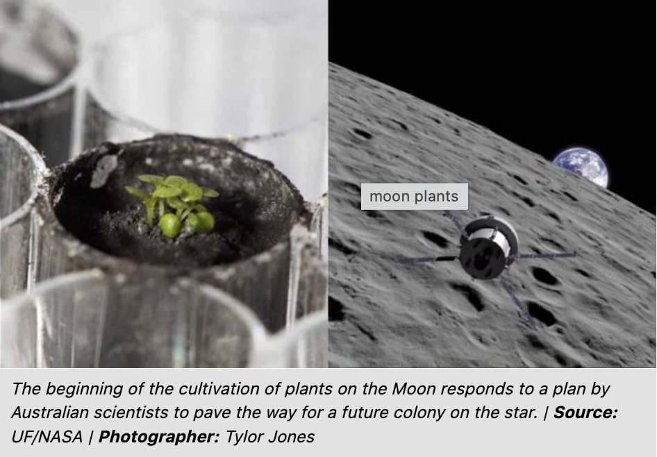 Lunar agriculture: Australian scientists want to grow plants on the Moon in 2025