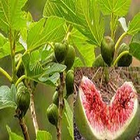 Fig farming in India with complete information