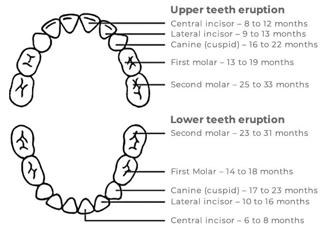 Understanding the Tooth Numbering Chart