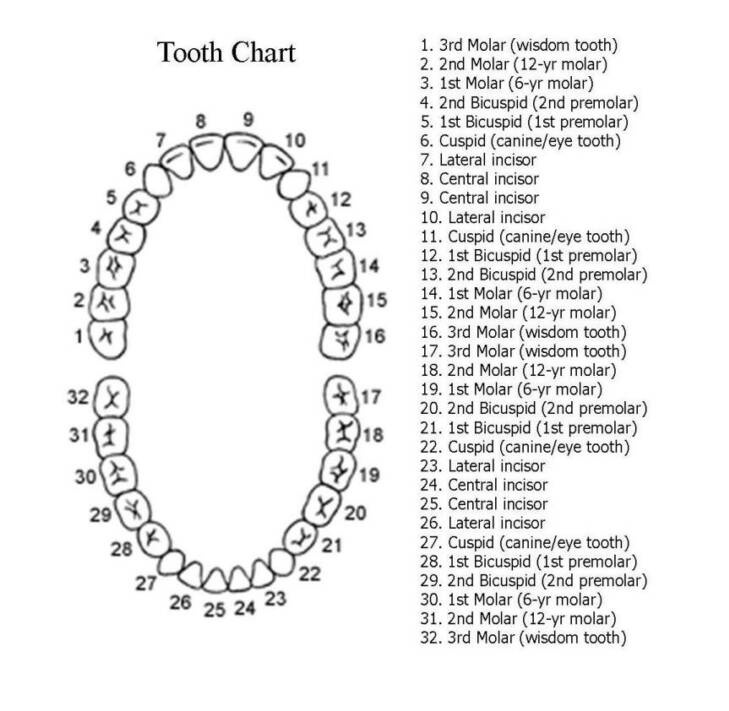 The Importance of Tooth Numbering