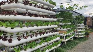 All About Hydroponics
