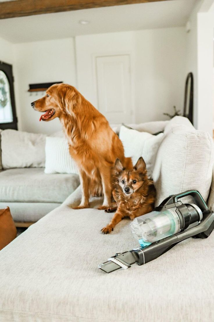 How to remove dog odor from vacuum cleaner?