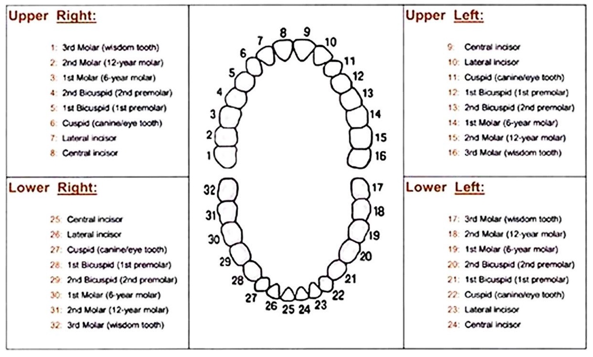 How To Pull A Tooth Using The Universal Tooth Numbering Chart?