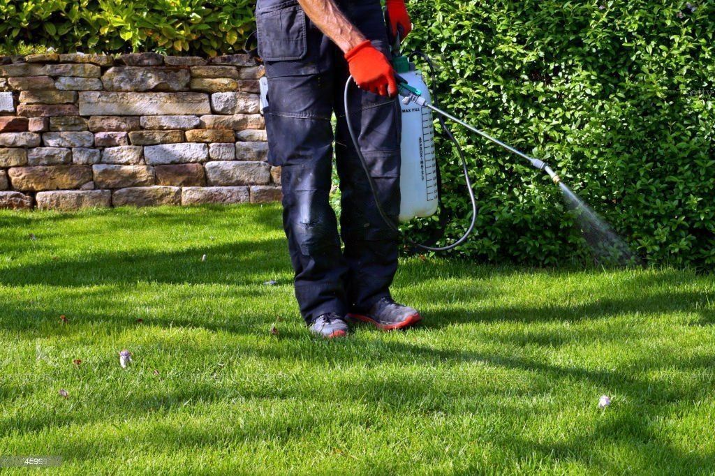 Pest Control Tips: How to Keep Your Home Safe from Pests