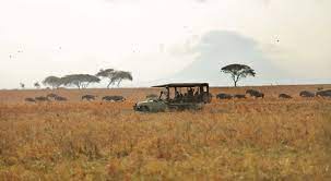 Essential reasons to enjoy family safaris in Africa along with your kids