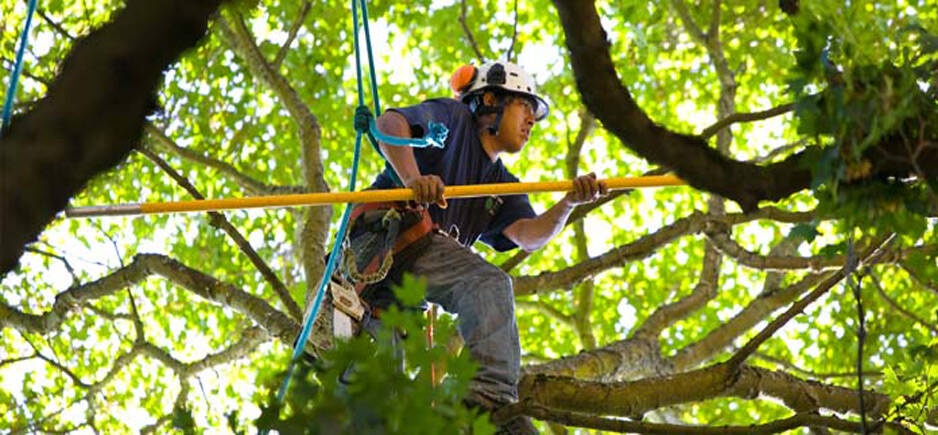 5 Reasons Why It's Not A Good Idea to DIY Tree Removal