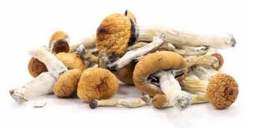 Benefits To Avail When You Buy Organic Mushrooms Wholesale Online