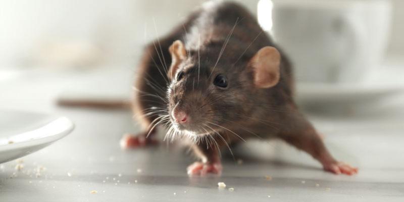 Why You Need Professional Rodent Control Services in Toronto