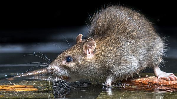 How To Eliminate Rodents In Your Dallas Home