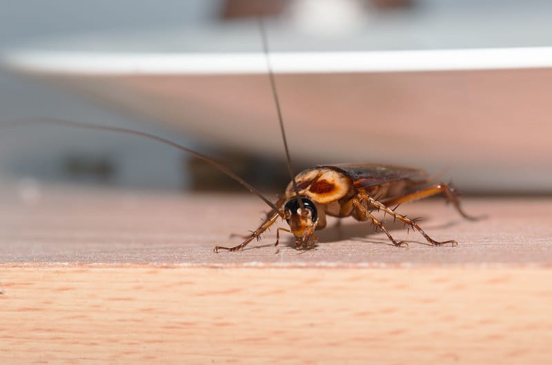 3 Reasons to Hire a Professional Roach and Bug Service