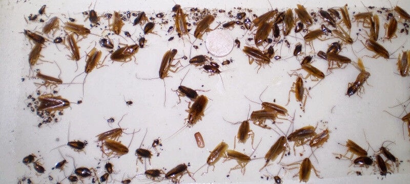 6 Benefits of Hiring a Professional Roaches and Bugs Service