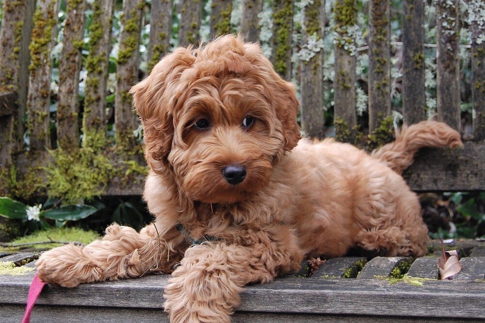 Labradoodles for Adoption: The Ultimate Guide to Getting a Labradoodle