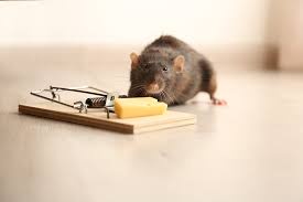Professional Rodent Control Services in Toronto