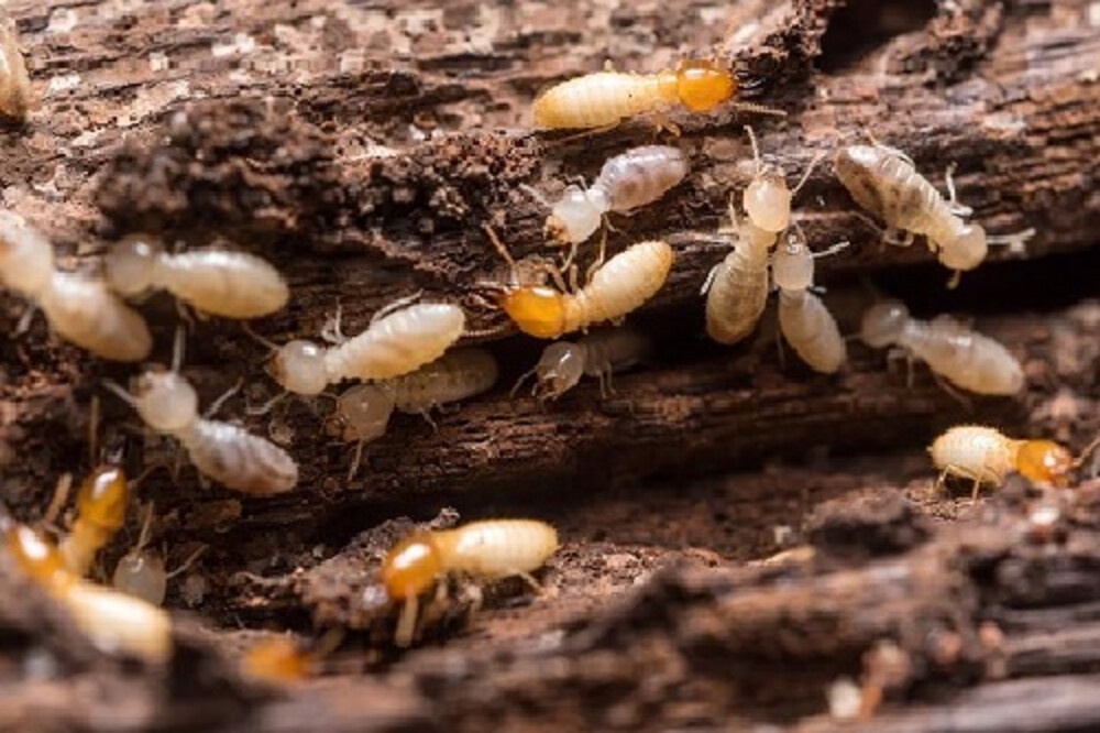 Get The Best Services For Termite Pest Control In Nerul!