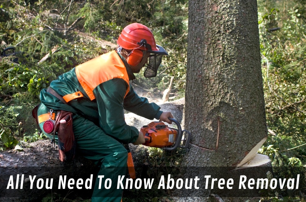 All You Need To Know About Tree Removal