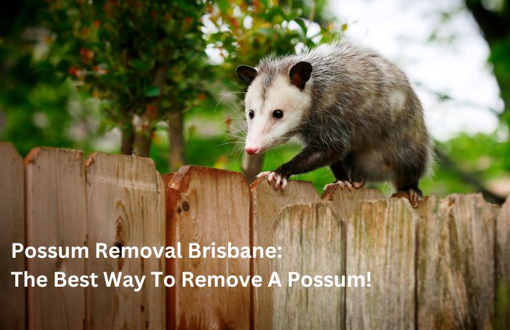 What You Need To Know About Wasp Control Brisbane Before Handling Wasps Yourself?