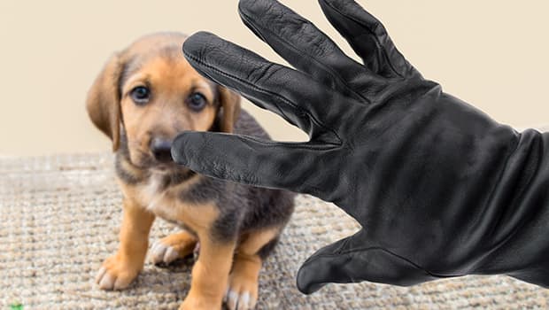 5 Things to Do When You Suspect a Pet Theft