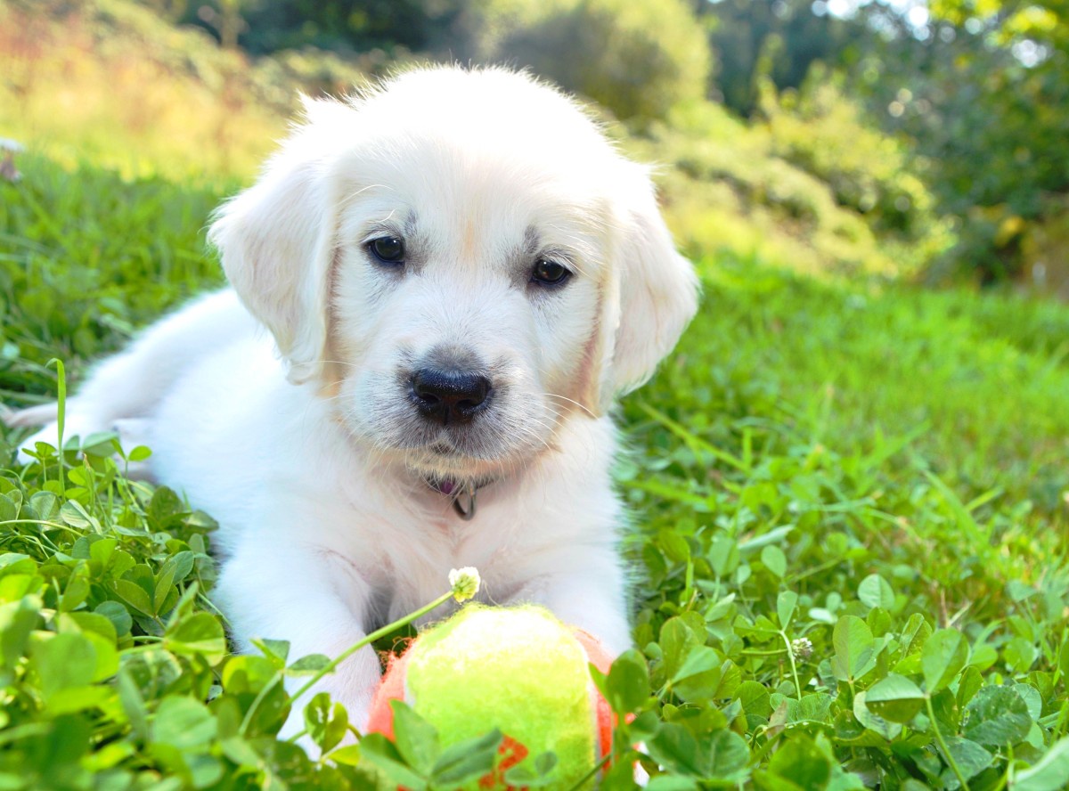 Tips to Care for Cream Golden Retriever Puppies