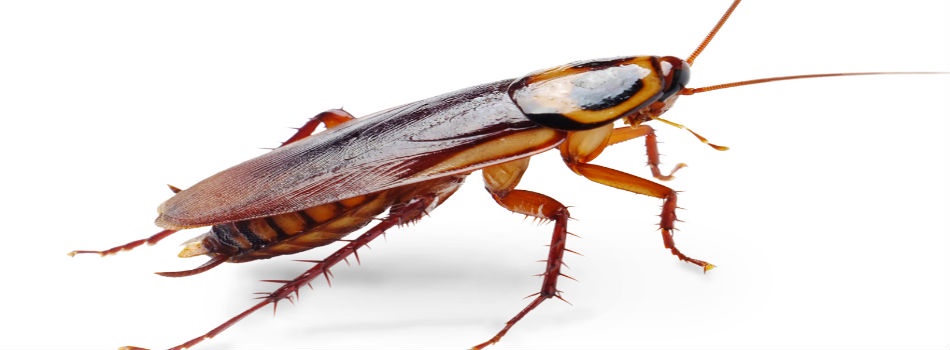 The Benefits of Professional Roaches and Bugs Services in Toronto