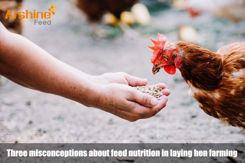 Three misconceptions about feed nutrition in laying hen farming