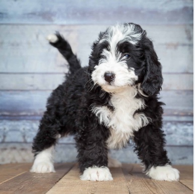 Mini Bernadoodle Puppies That Will Steal Your Heart