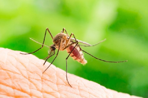 Do You Know About The Mosquito Pest Control