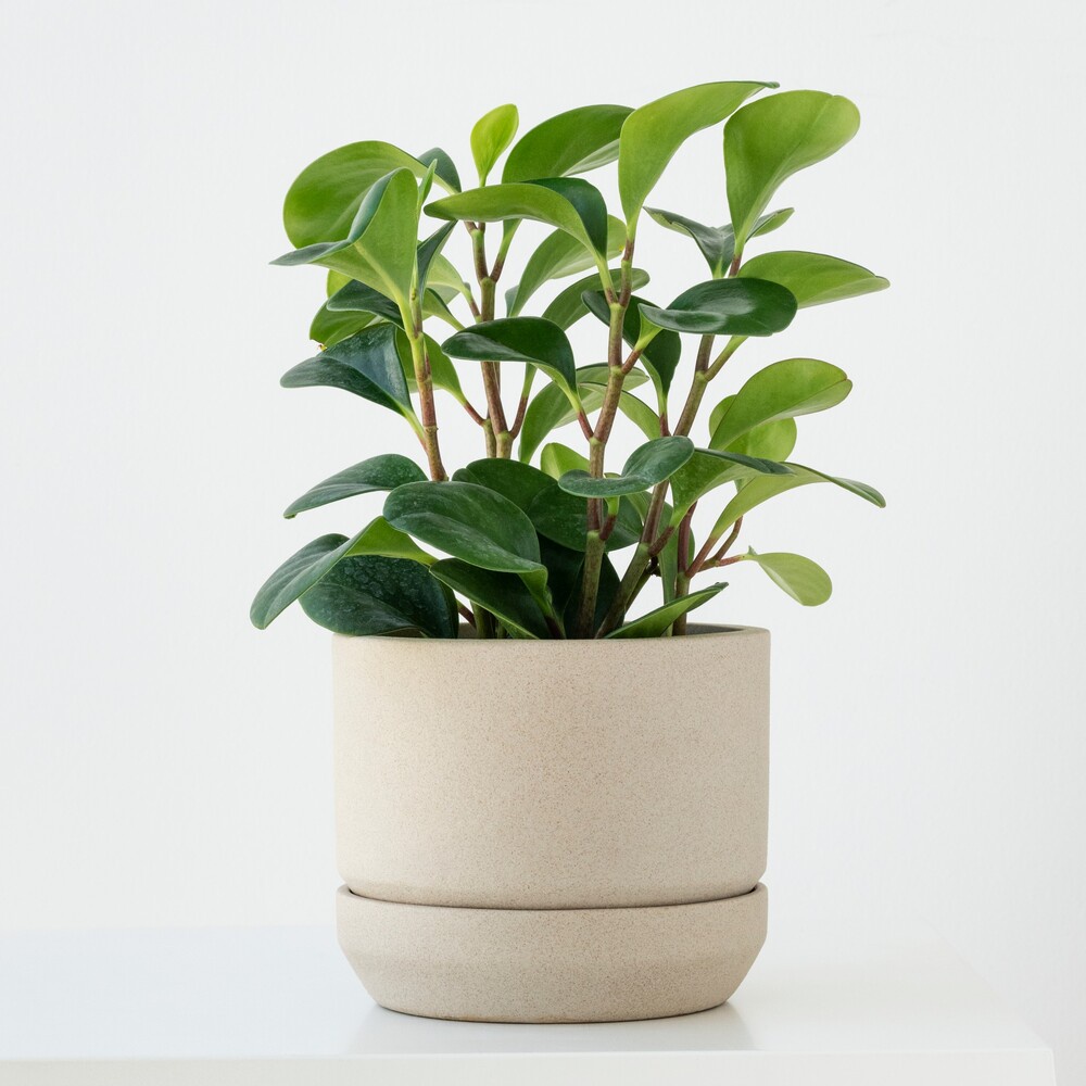 The Jade Plant: A Stunning Addition to Any Indoor Space