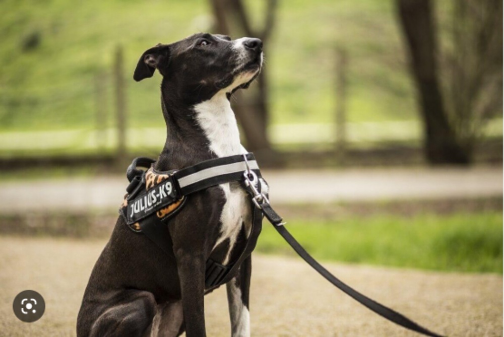 Freedom to Explore - Fully Adjustable No Pull Harness for Dogs
