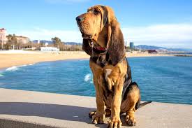 The Importance of Socialization for Bloodhound Puppies: How to Help Your Pup Grow into a Confident Adult