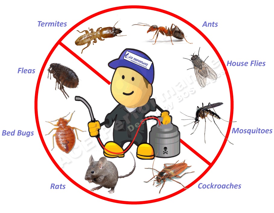 Finding Effective Cockroach Pest Control Services Near You