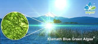What are the potential side effects of Klamath blue green algae?