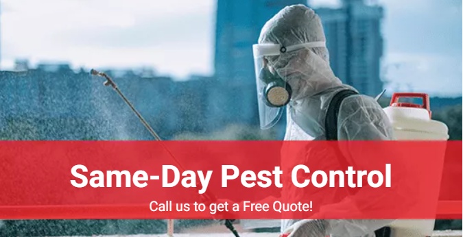 Why Only Choose Anytime Pest Control In South Yara?