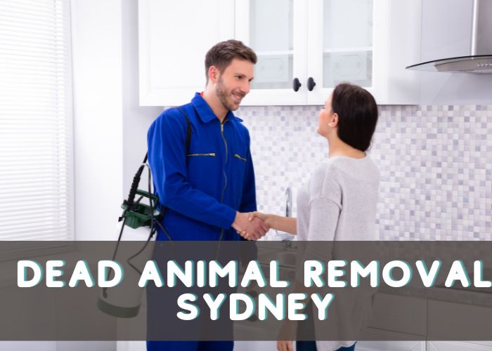 Pest Control In Sydney: The Benefits Of Leaving It To The Experts!