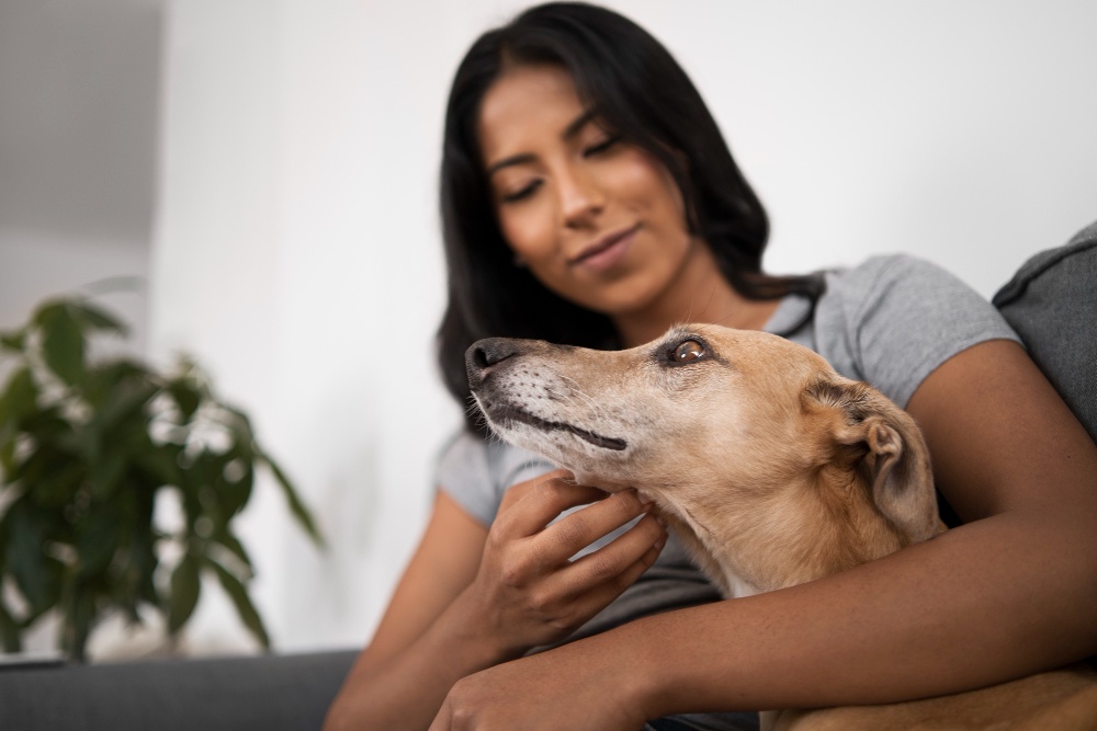 What does a dog insurance plan cover?