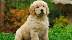 The Pros and Cons of Golden Retrievers Puppies