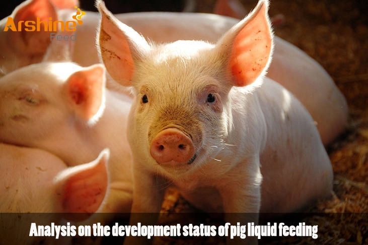 Analysis on the development status of pig liquid feeding