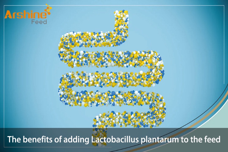 The benefits of adding Lactobacillus plantarum to the feed