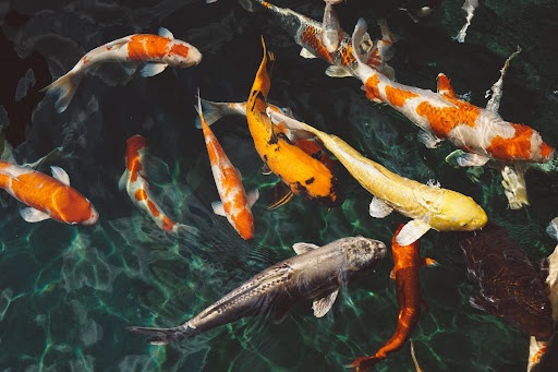 Helpful Tips for Installing Artificial Fish Habitat