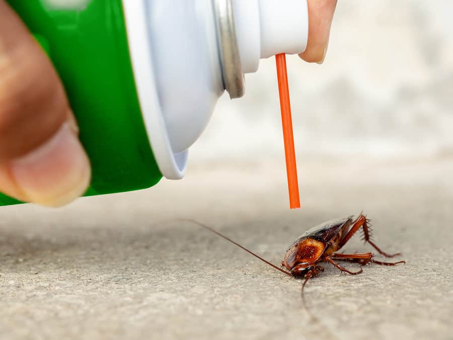 Protect Your Home and Family from Nasty Bugs with Pest Control Greenleigh
