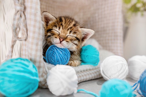 10 Steps to Keep Your New Kitten Happy and Healthy