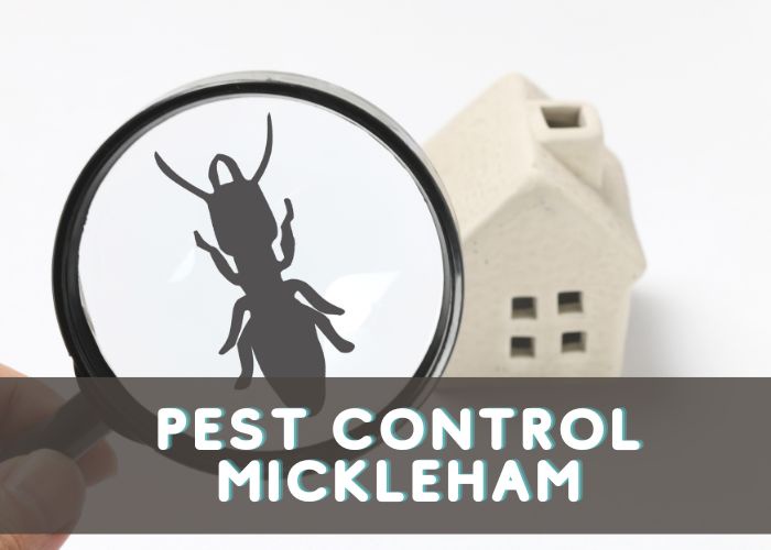 How to Identify and Prevent a Bed Bug Infestation in Your Home?