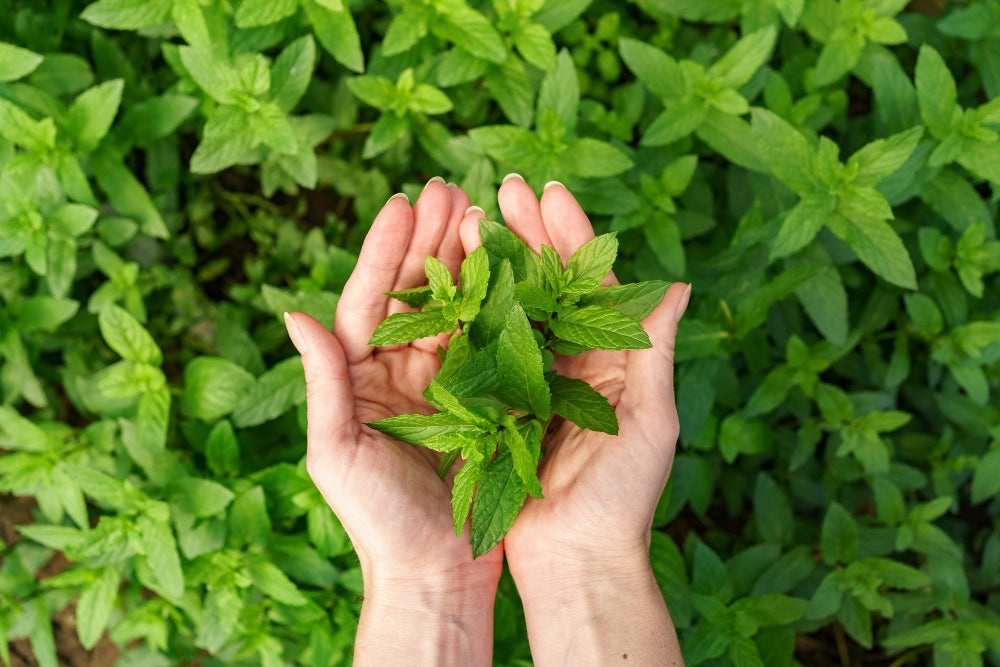 How to Care for Tulsi Plants: Tips and Tricks for Optimal Growth
