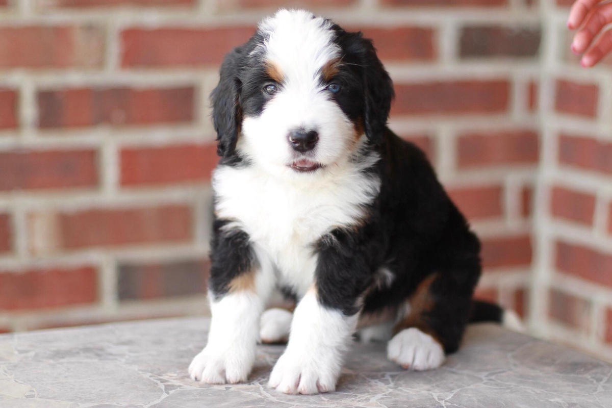 The Ultimate Guide to Mini Bernedoodle Breeders in Texas