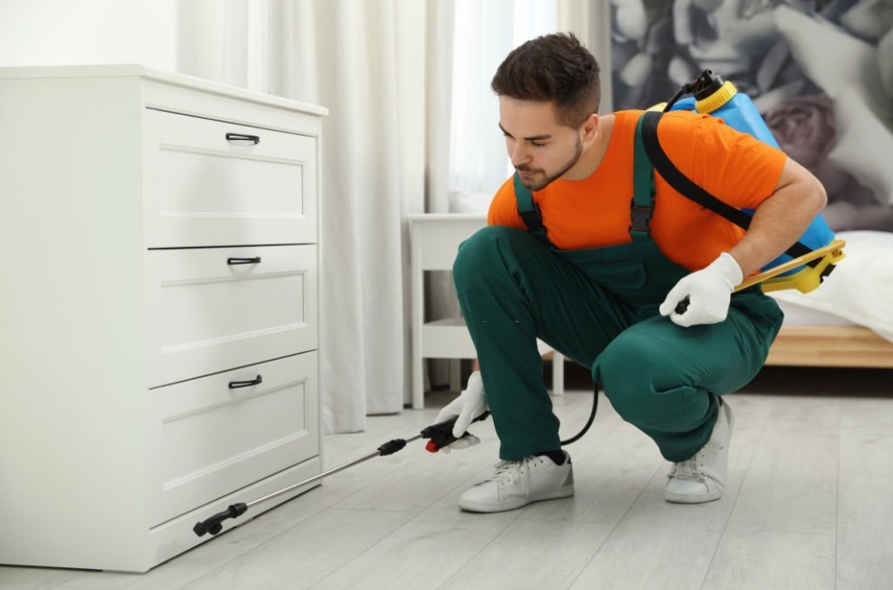 5 Effective Ways to Stop Pest Infestations in Your Home